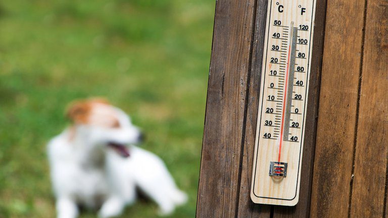 Cómo prevenir el golpe de calor en los perros