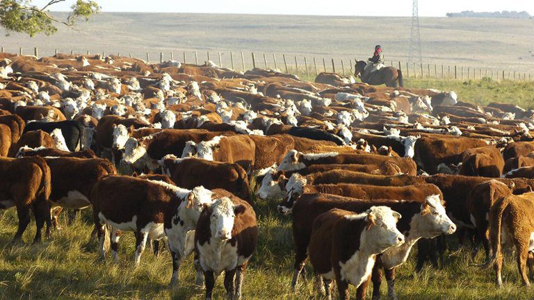 Efectos de la sequía se sentirán en invierno en la ganadería