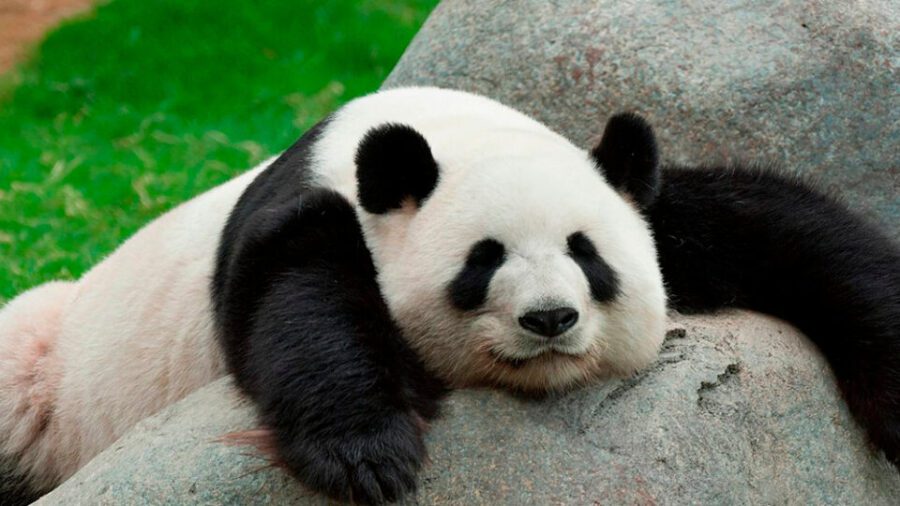 China declaró que el oso panda ya no es una especie “en peligro” | Llegó a los 1.800 ejemplares