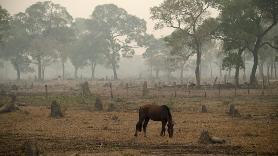 Deforestación del Amazonas: una de las causas de la bajante de aguas del Paraná