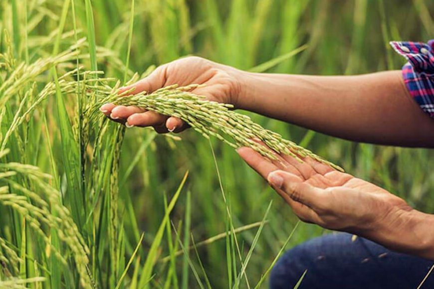 La medida económica que pone en peligro el inicio de la campaña del arroz, contada desde Entre Ríos
