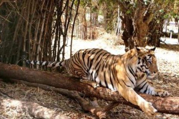 La mayor cifra de tigres muertos en una década en India