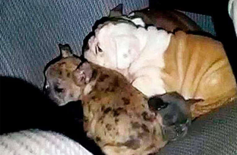 Puente Artigas: Decomisaron 19 cachorros bulldog contrabandeados desde Entre Ríos al Uruguay