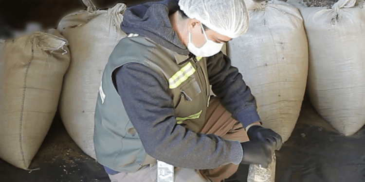 “Es basura”: Un inspector del INYM alertó que  la yerba adquirida por el gobierno para los sectores vulnerables está  hecha con material de descarte