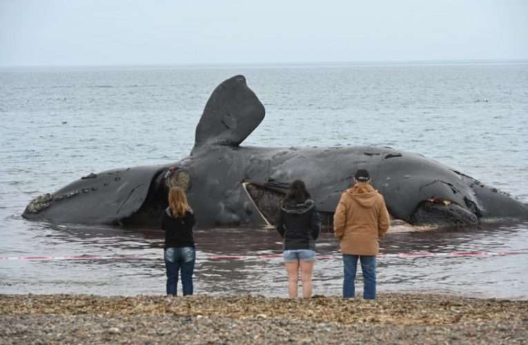Aparecieron otras tres ballenas muertas en las costas de Península Valdés