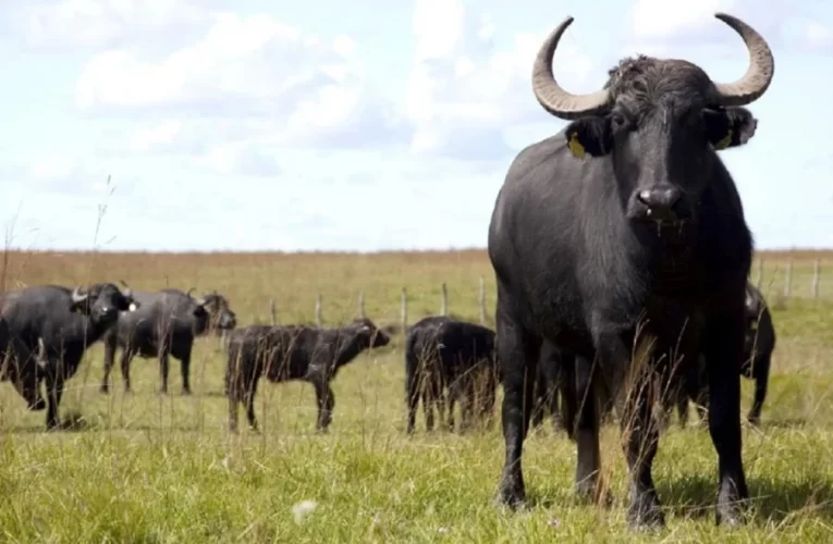 “No hay delito”: tras la muerte del mexicano, la Justicia dictaminó que no investigará la caza de búfalos