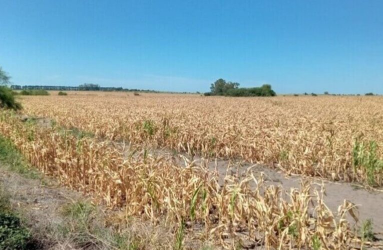 5 departamentos de Entre Ríos sufren “afectación severa” por la sequía