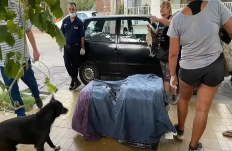 Horror en San Juan: denuncian que una mujer asesinaba perros y gatos para “alargar su vida”