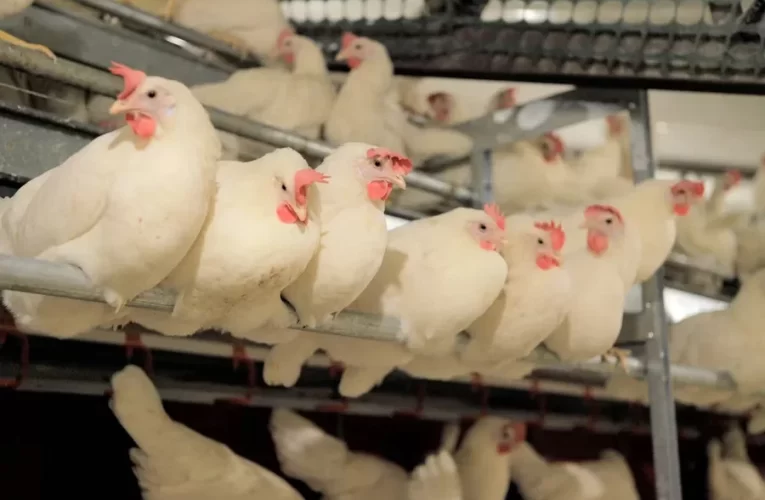 Gripe aviar: el Gobierno endureció los controles y prohibió la venta de aves vivas en todo el país