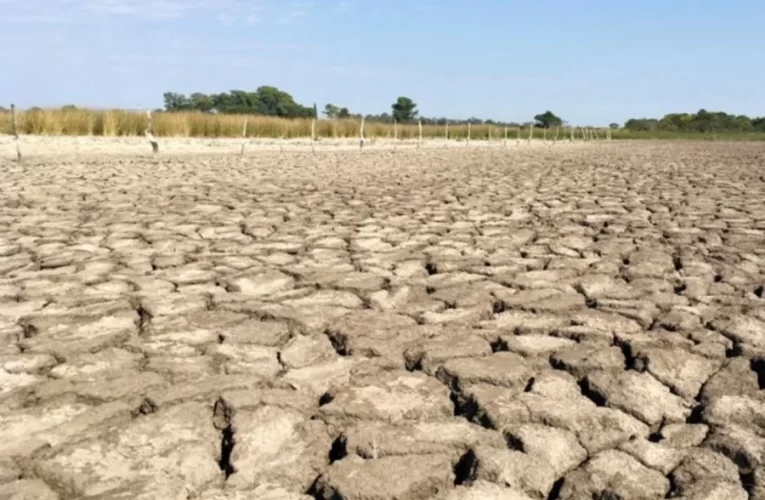Duro diagnóstico de la Federación Agraria: “El territorio entrerriano se transformó en un desierto” Lo advirtieron movimientos ambientalistas hace más de 15 años