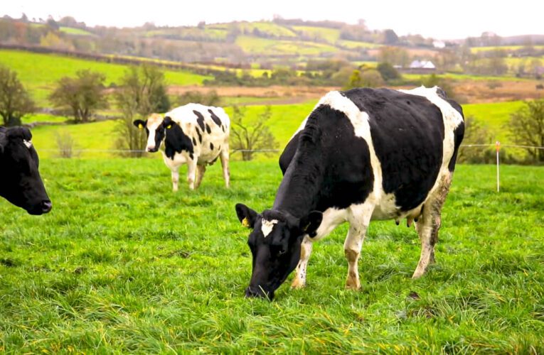 El Gobierno irlandés le pide al Campo sacrificar 200.000 vacas para reducir las emisiones y cumplir con la Agenda 2030