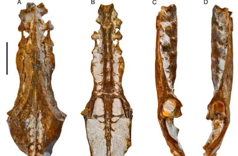 Hallaron restos fósiles de un pelícano “entrerriano” que vivió hace 10 millones de años