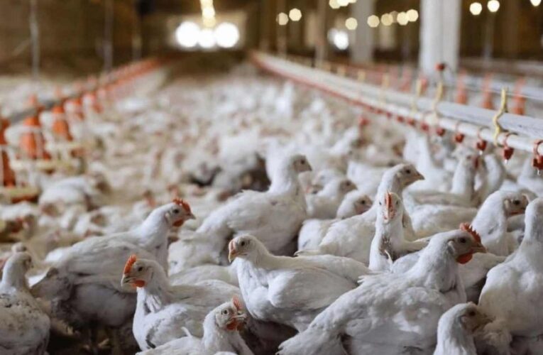 Argentina volvió a ser un país libre de gripe aviar, confirmaron desde la Secretaría de Agricultura