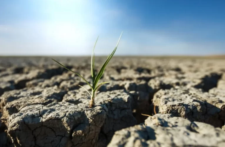 Día Internacional de la Lucha contra la Desertificación y la Sequía 2024: 3.200 millones de personas padecen las consecuencias
