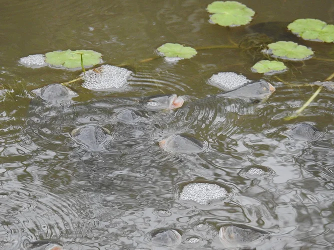 Diecisiete años de denuncia y una lucha desigual por la contaminación del arroyo Las Alpargatas