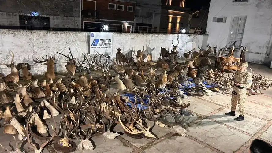 Prefectura secuestró armas y trofeos de fauna silvestre en un allanamiento