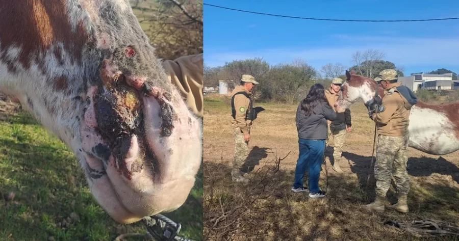 BRIGADA ABIGEATO COLÓN SECUESTRO UN ANIMAL EQUINO POR MALTRATO ANIMAL